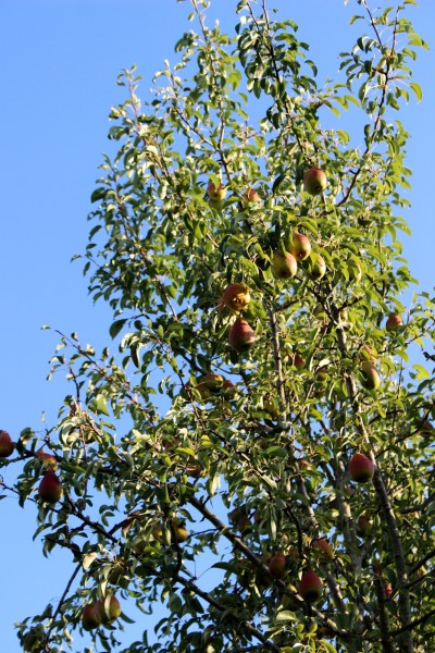 IMG_7665 B 大木の梨の木