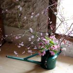 【LIFE STYLE】パリ近郊　花とともに暮らす（65）梅の花